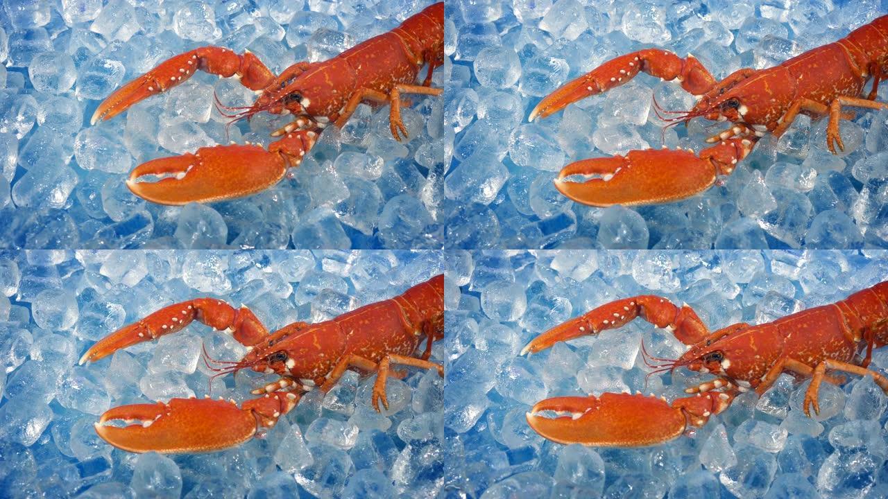 海鲜餐厅冰上的红龙虾