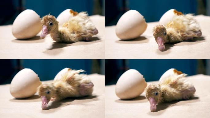 小鸟从蛋壳里出来了，特写。