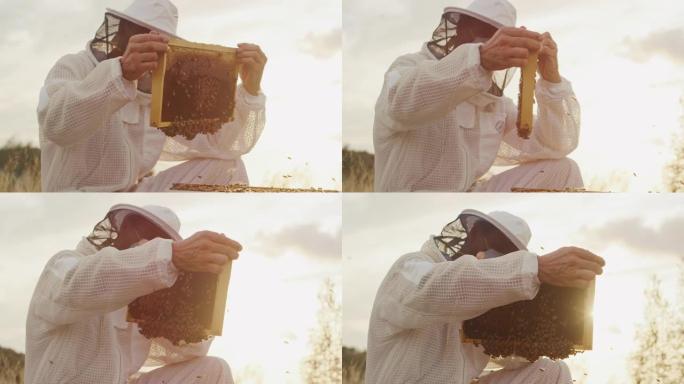 日落时收获蜂蜜外国养蜂人蜂箱查看