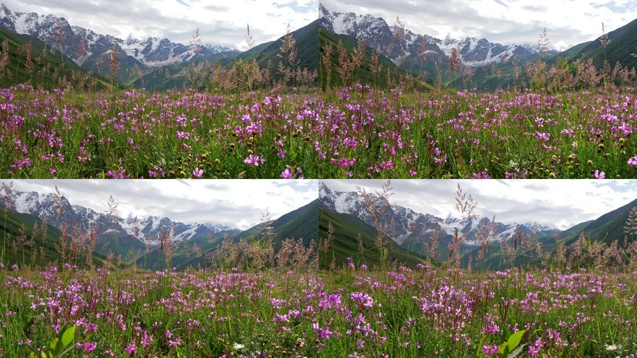 佐治亚州绿色草地上的紫色和紫色野花和草。背景是高加索山脉。Steadicam shot, UHD