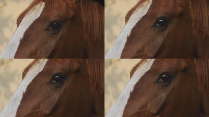 盛装舞步马的近景盛装舞步马的近景