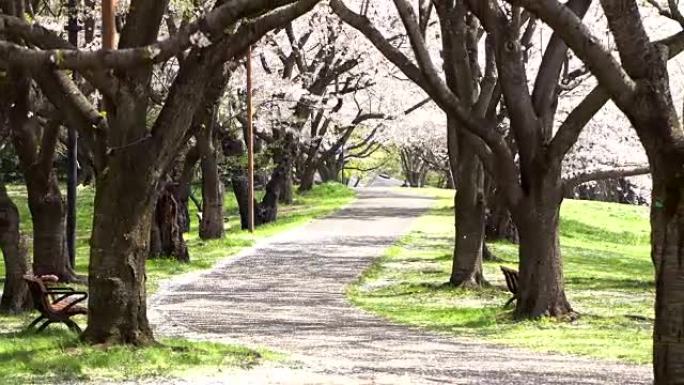 樱花树下的人行道是日本东京浪漫的气氛