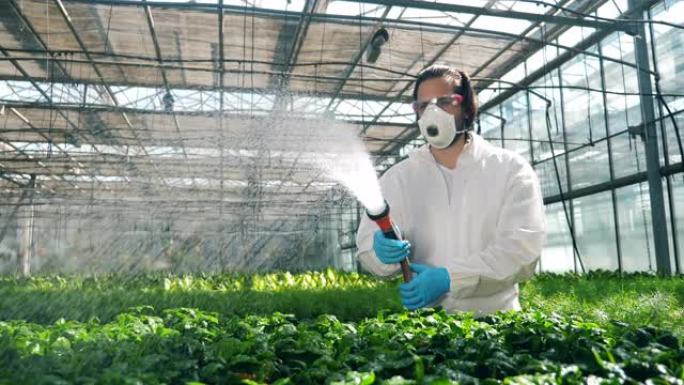 温室工人正在用化学液体给植物浇水。农业，除草剂，农业中的化学物质。