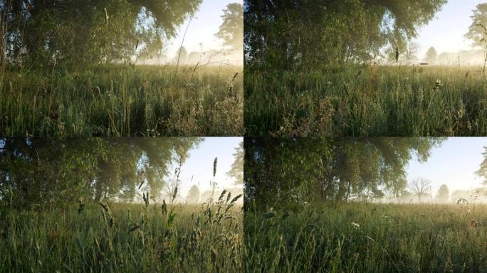 晨光下的夏季草地雾蒙蒙的景观。摄像机在潮湿的绿草中移动。斯蒂安卡姆开枪。4K, UHD