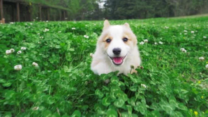 一只柯基犬在茂密的草丛中奔跑