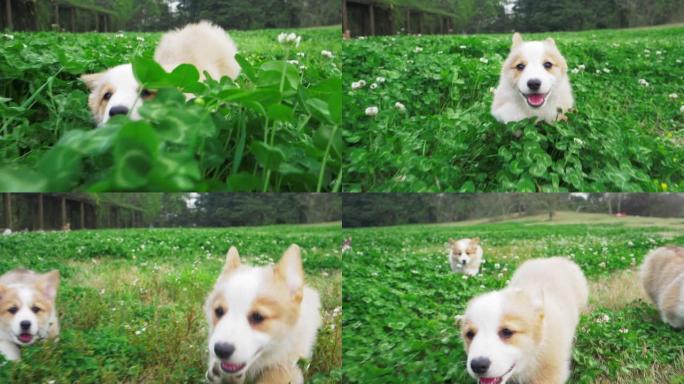一只柯基犬在茂密的草丛中奔跑