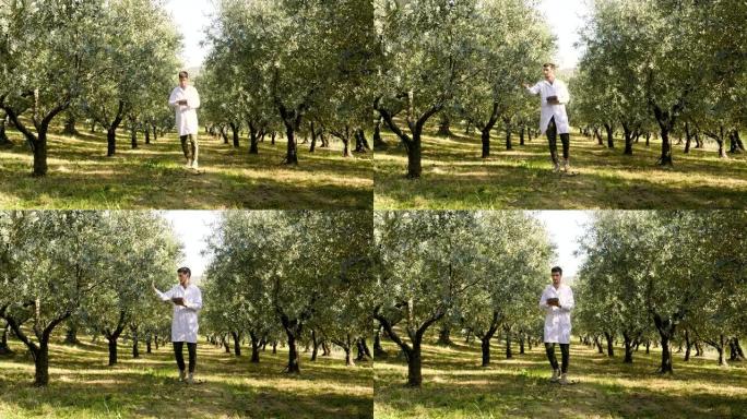一位穿着白大褂的农艺师在橄榄树之间行走，检查将要收获的橄榄的质量。