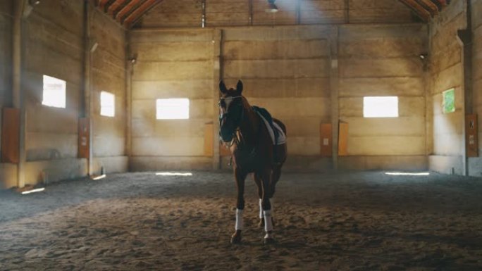 穿着专业服装的年轻海湾马的电影慢动作，然后在骑马大厅练习赛马和盛装舞步的比赛