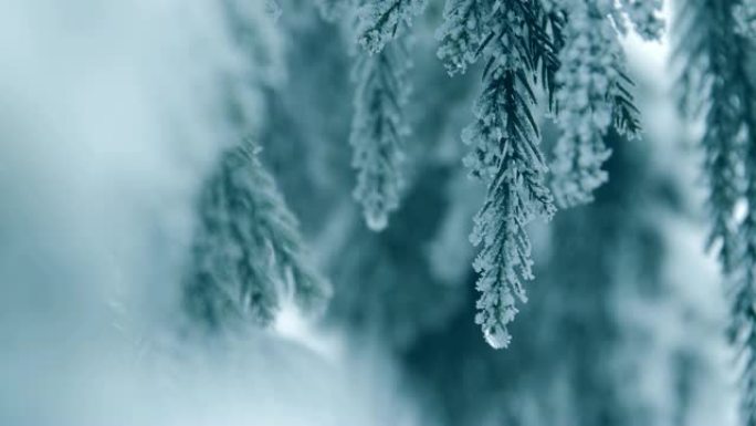 白雪松树树枝冰天雪地寒冷天气结冰