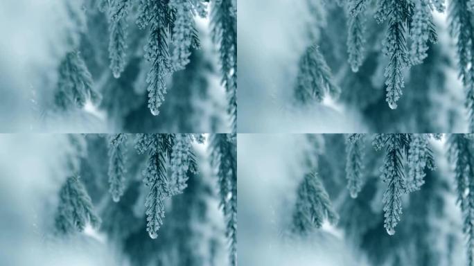 白雪松树树枝冰天雪地寒冷天气结冰