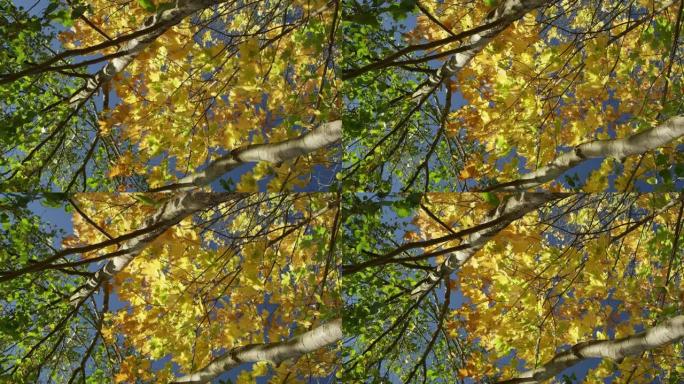 秋天的树。秋季深秋秋色秋叶树木树叶