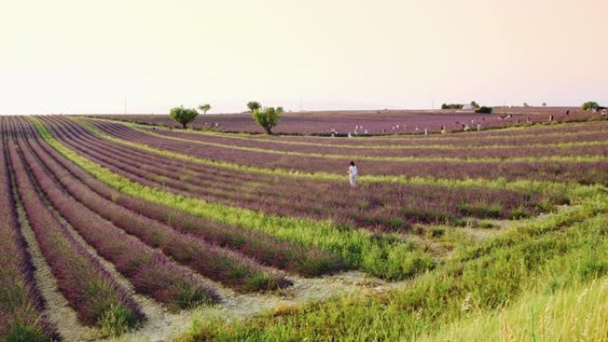 WS游客欣赏普罗旺斯薰衣草田的美景