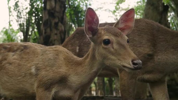 Close-up of a fawn with mum in the forest.