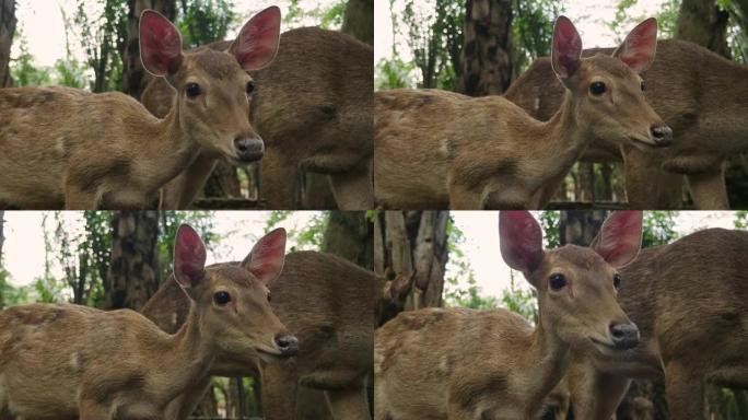 Close-up of a fawn with mum in the forest.