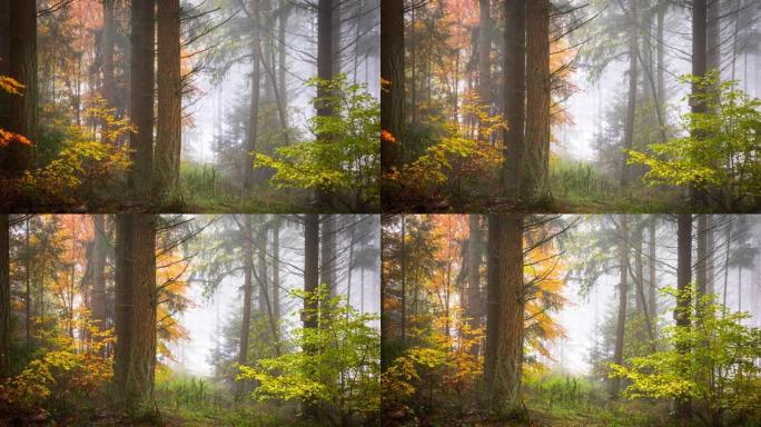 秋季森林-跟踪镜头