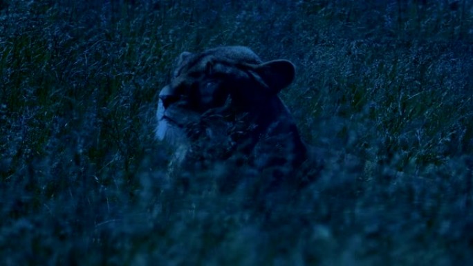狮子在黄昏时在摇曳的草地上转身
