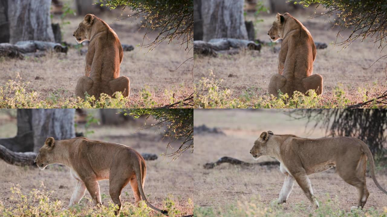 津巴布韦gonarrezhou国家公园，母狮背对着镜头坐着，站起来走开