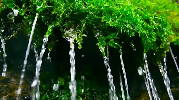 落水的绿色苔藓