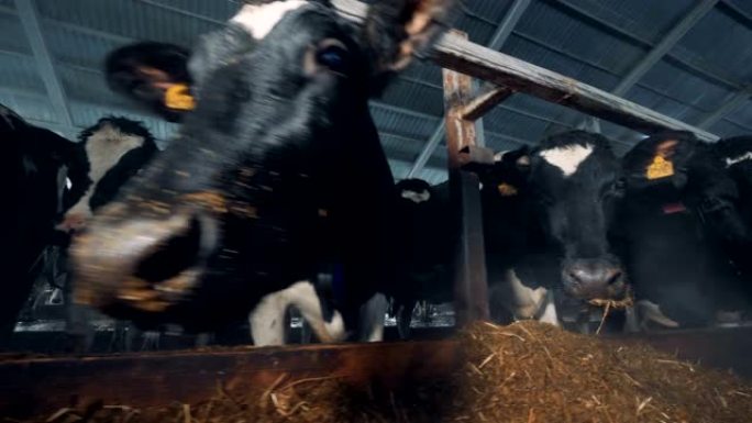 家养的奶牛站在一个大谷仓的摊位上。