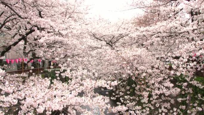 日本东京美丽的樱花或樱花春天的目黑河