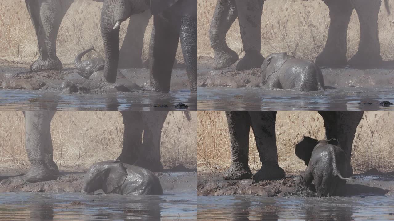 纳米比亚埃托沙国家公园的一个水坑里，一头可爱的小象被成年人包围着，他们躺着溅着他的树干