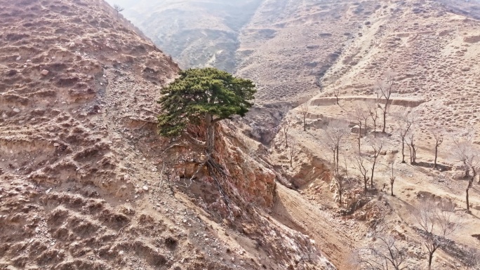 雁门山赵庄迎客松航拍