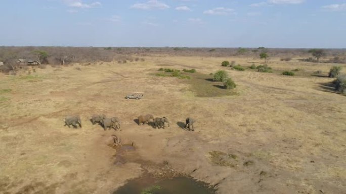 在津巴布韦万基国家公园Verney营地的客人帐篷前喝酒后，一小群大象从水坑中走了的4k鸟瞰图