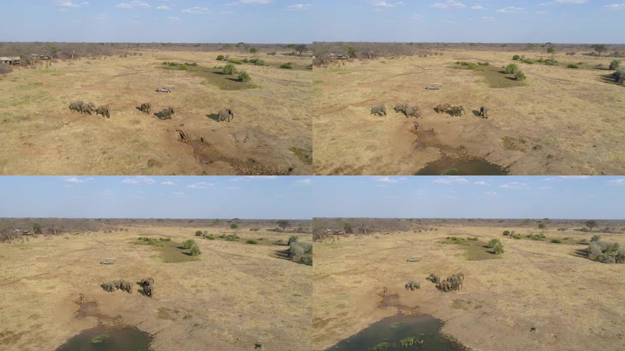 在津巴布韦万基国家公园Verney营地的客人帐篷前喝酒后，一小群大象从水坑中走了的4k鸟瞰图