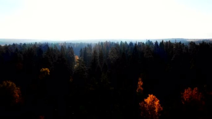 无人机飞向绿色和黄色的树木，朝着明亮的日出，大气的秋天森林景观。