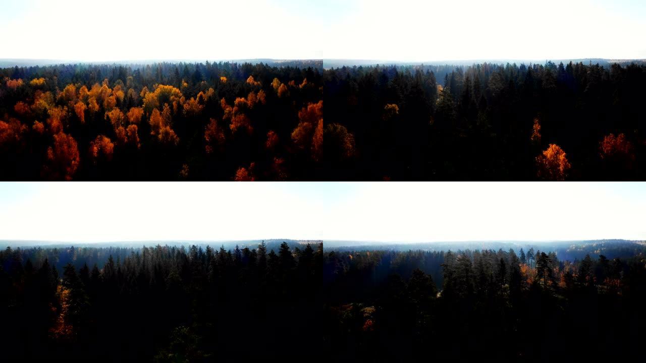 无人机飞向绿色和黄色的树木，朝着明亮的日出，大气的秋天森林景观。