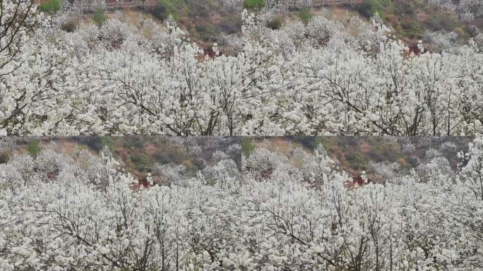 春天盛开的梨花
