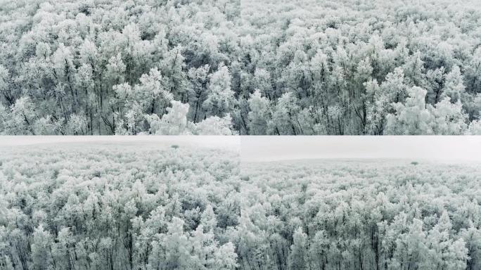 冬林，雪松冬林从上面看。