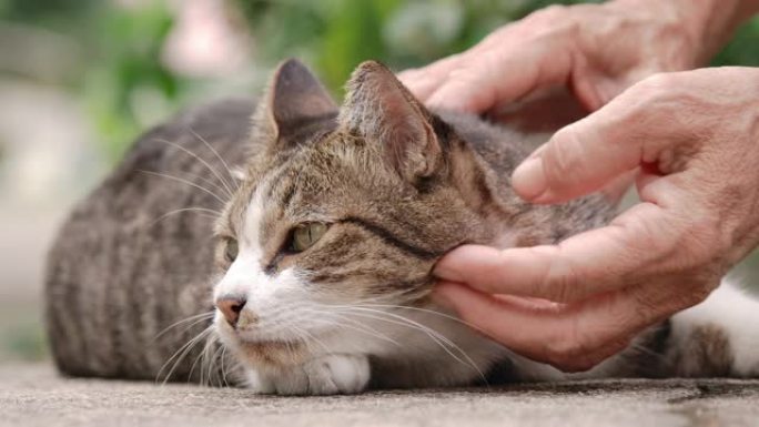 SLO MO高级女子带着爱背着猫