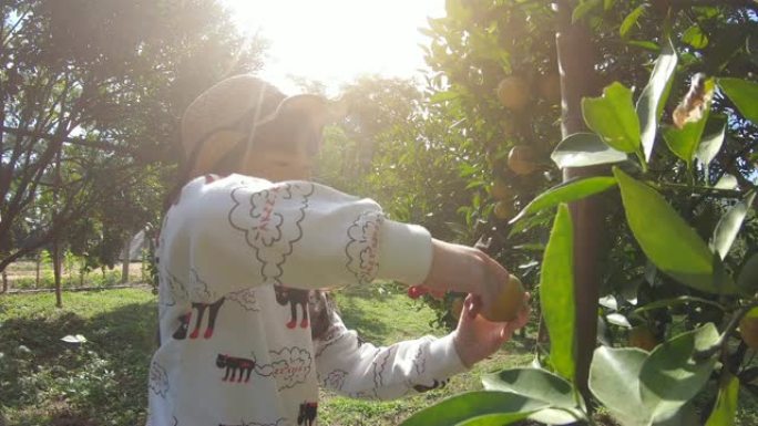小女孩在泰国清迈的橙树花园采摘新鲜成熟的橘子