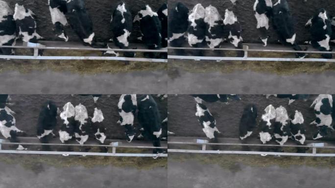 许多奶牛在谷仓里吃干草，俯视图。