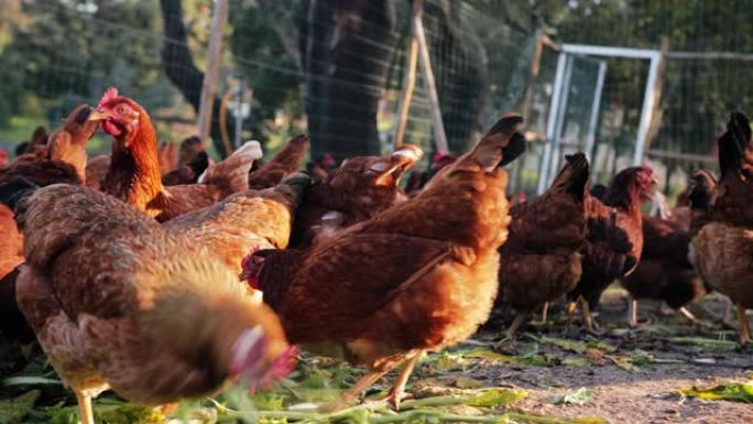 有机农场的自由放养鸡的特写