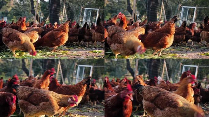 有机农场的自由放养鸡的特写