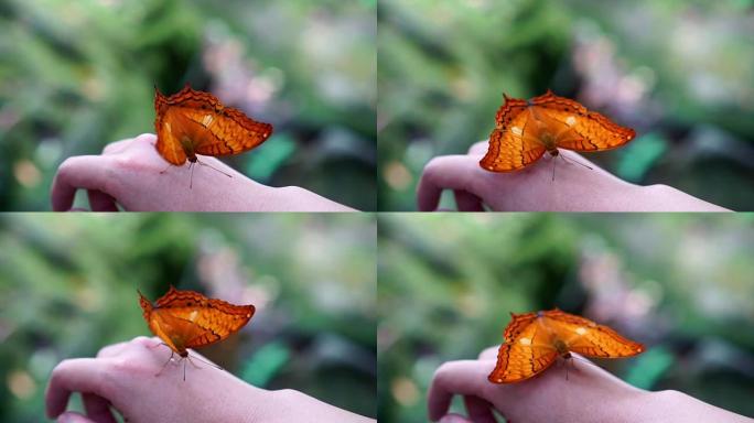 4K慢动作镜头橙色蝴蝶拍打翅膀在森林中的女人的后手，动物行为和自然概念