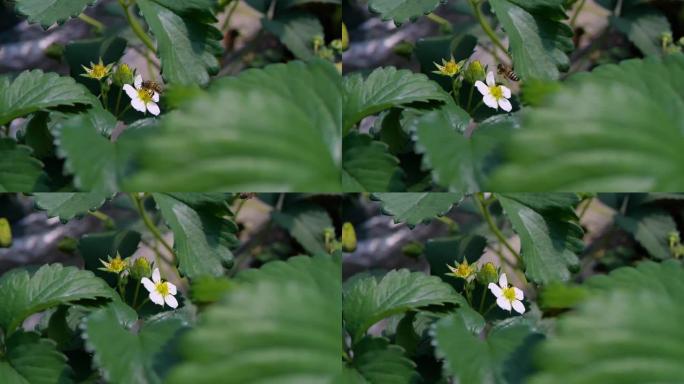 慢动作白色和黄色的花朵蜜蜂正忙于收集花蜜飞行