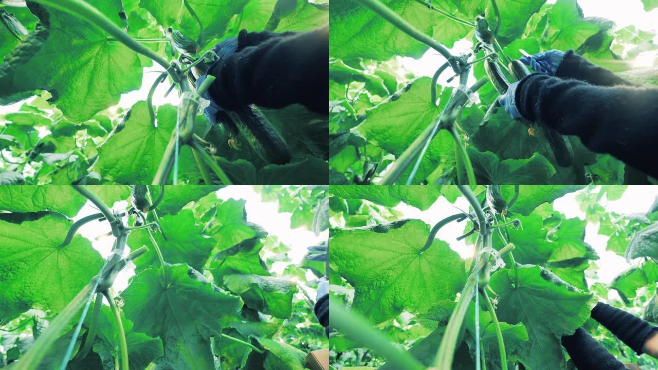 成熟的黄瓜被从灌木丛中切断