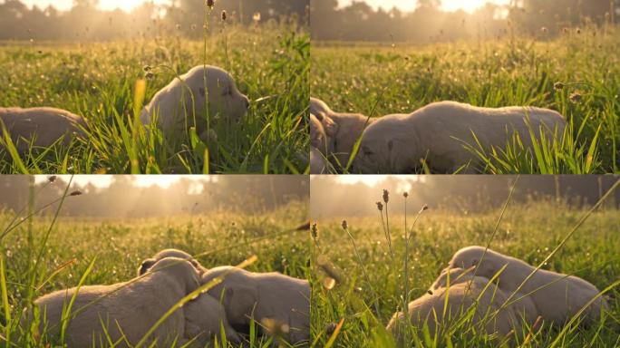 草地上的SLO MO MS小狗