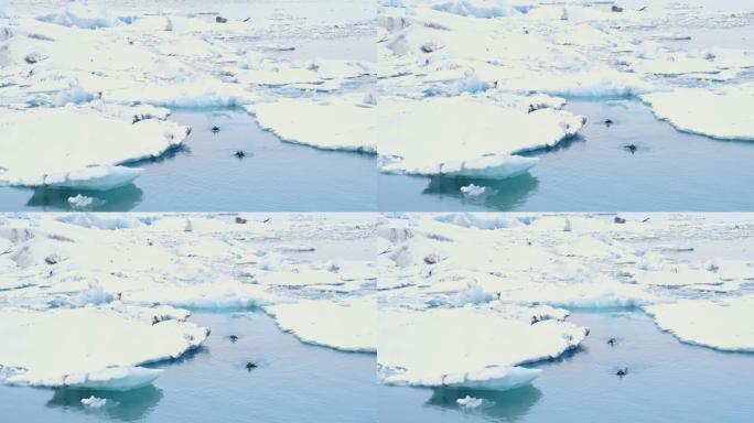 在冰岛冰冷的海洋中游泳的女士