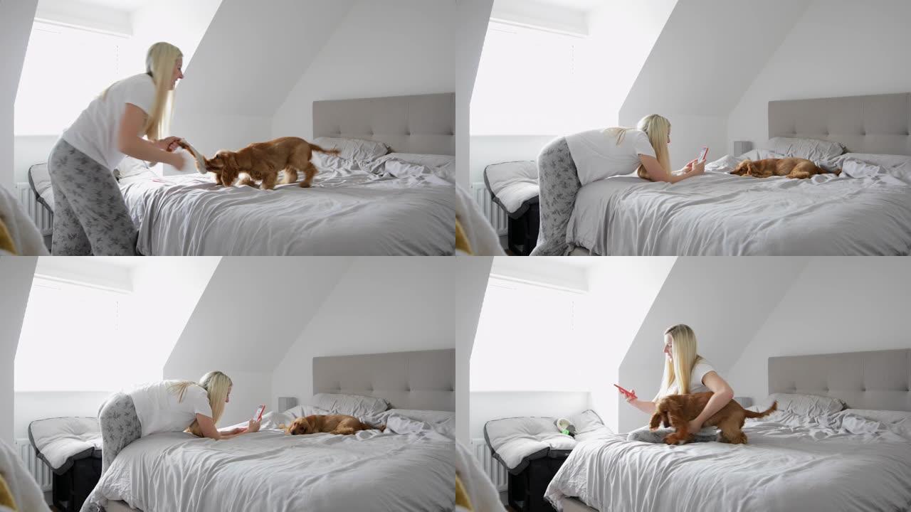 床上玩耍时间小狗玩耍大床房