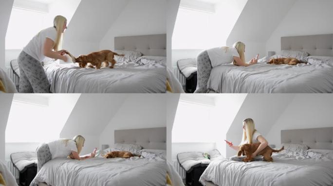床上玩耍时间小狗玩耍大床房