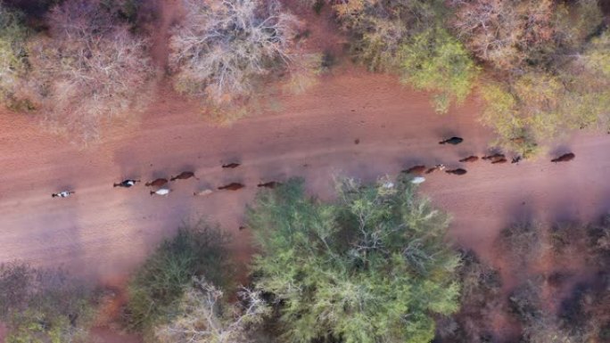 直下空中变焦，看到津巴布韦农村地区的自由漫游牛在道路上行走