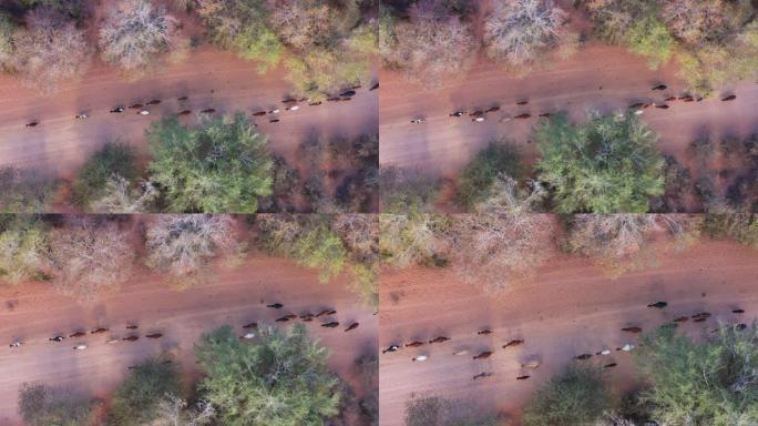 直下空中变焦，看到津巴布韦农村地区的自由漫游牛在道路上行走