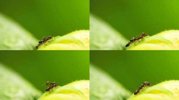 花上两只黑蚂蚁的特写镜头，4k
