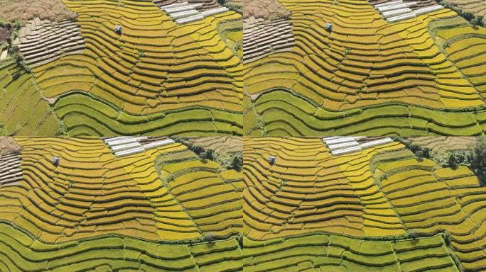 无人机多莉在泰国拍摄水稻梯田。
