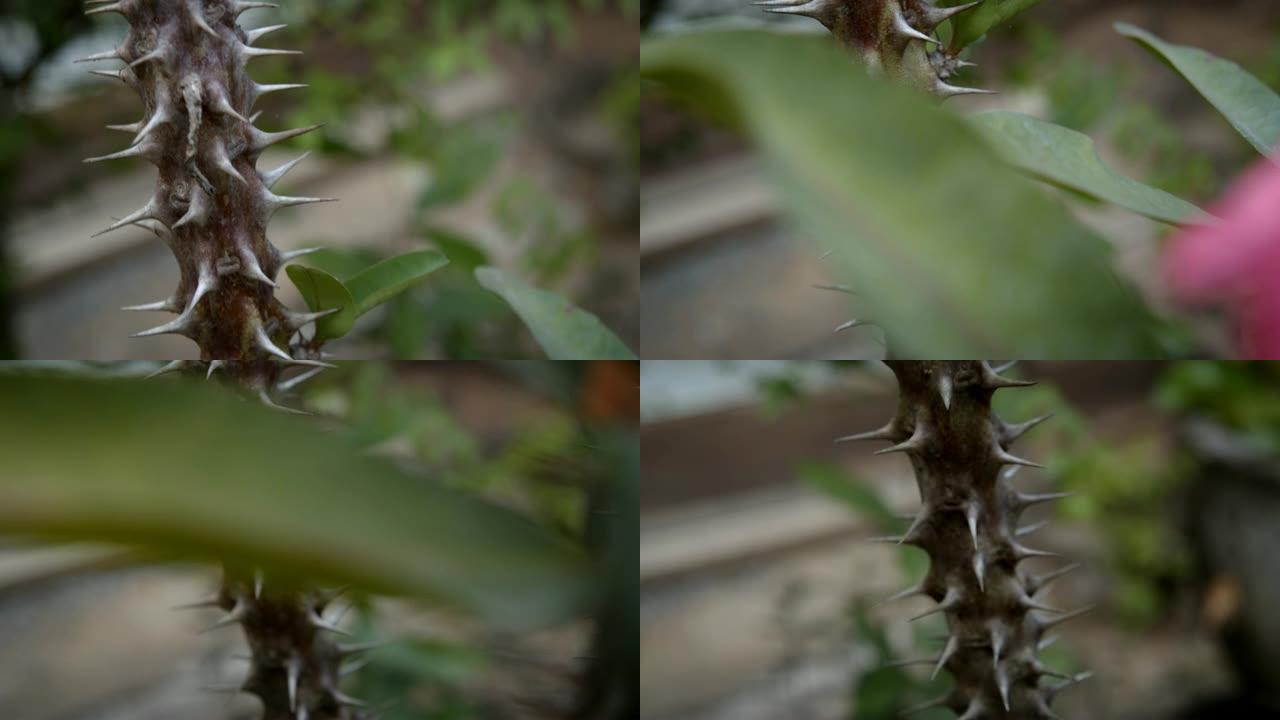 4k镜头DCI在花园里近距离拍摄大戟花。