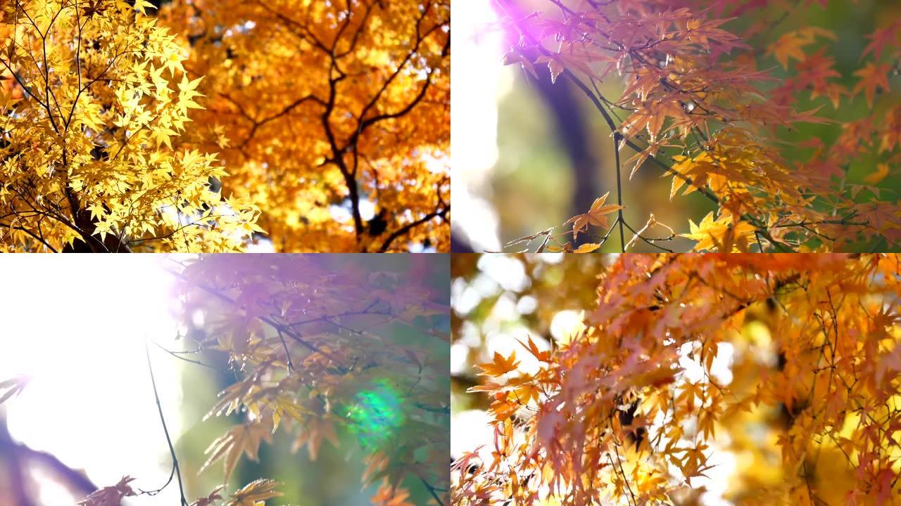 日本秋叶染红风吹微风黄叶红叶